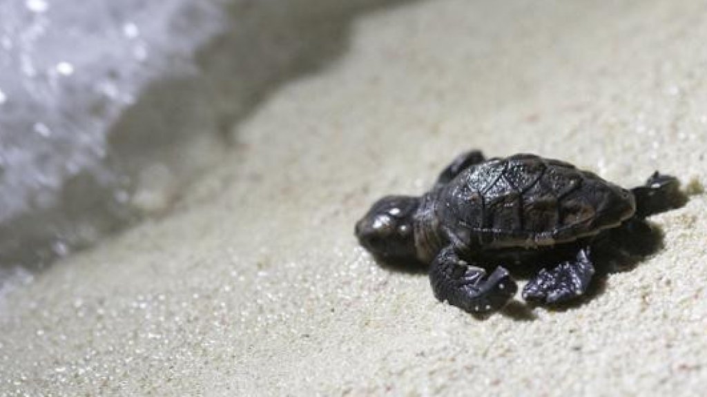  DRNA y los tortugueros listos para proteger anidaje 