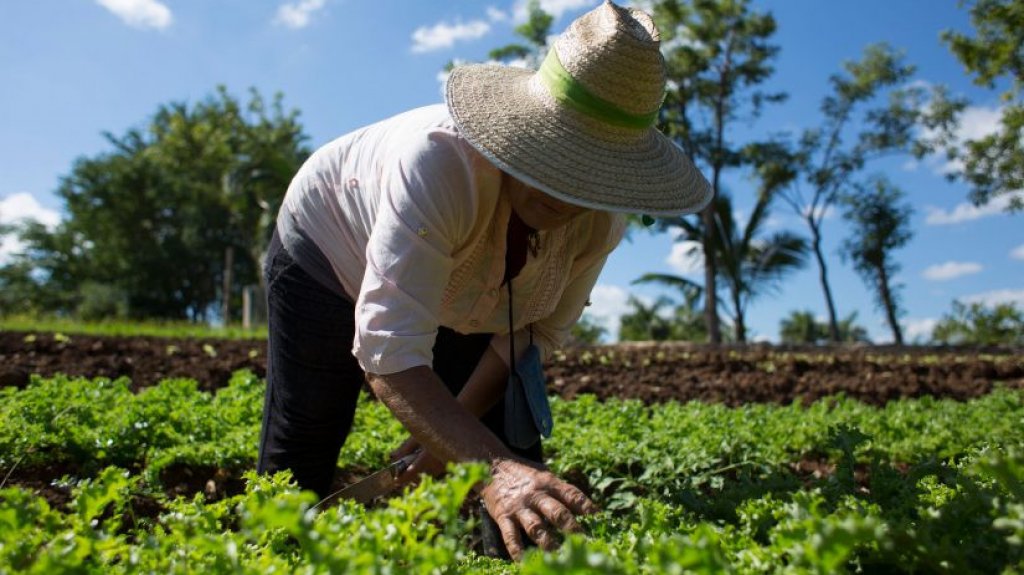  FEMA invierte 2.6 millones de d&oacute;lares para reforzar la agricultura en Puerto Rico 