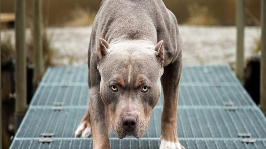  Ni&ntilde;a es mordida por un pitbull en refugio de Guayanilla 