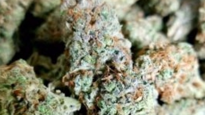 Innovadoras tÃ©cnicas de cultivo de cannabis rinden fruto en la Isla