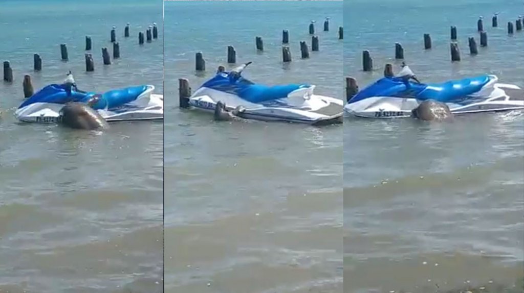  Viral video de un Manatí que jugaba con un Jetski en Naguabo 
