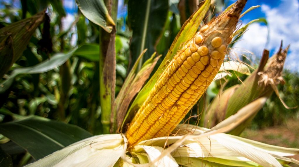  Cient&iacute;ficos identifican los or&iacute;genes de la domesticaci&oacute;n del ma&iacute;z 