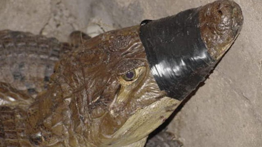  Organizaci&oacute;n criminal le daba de comer a los caimanes los cad&aacute;veres de las personas que mataban 