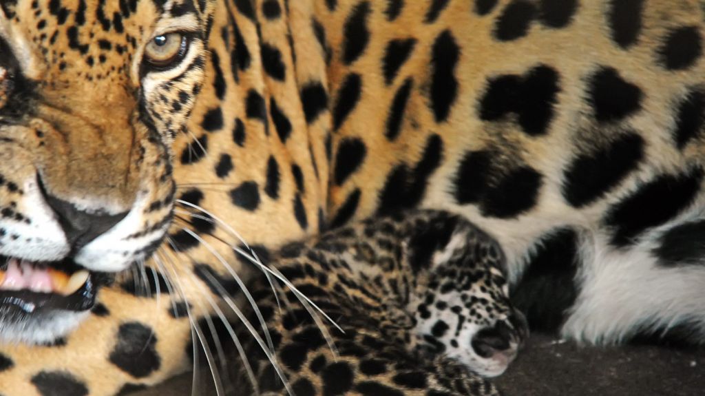  Avistan animales en riesgo de extinci&oacute;n en Caribe mexicano vac&iacute;o por COVID-19 