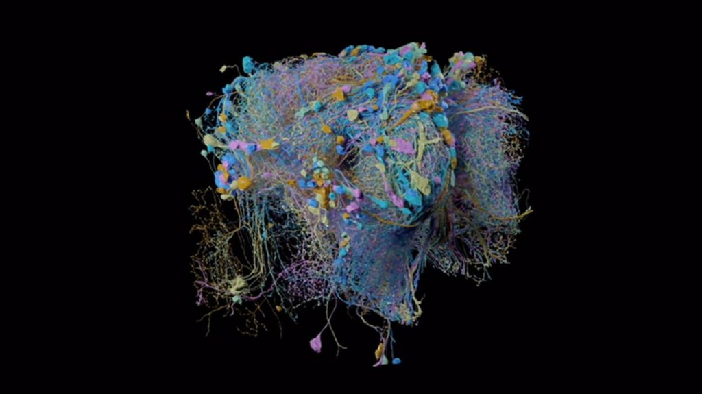  Crean el mapa 3D m&aacute;s detallado del cerebro humano, compuesto por 225 millones de im&aacute;genes 