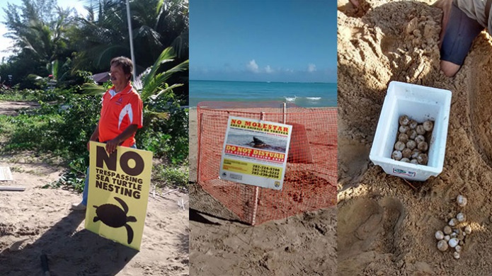 Primer nido de tinglar en la playa de Isla Verde