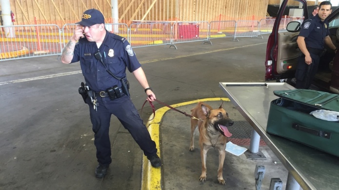 En limones falsos, narcos tratan de pasar casi 2 toneladas de marihuana a EE.UU.