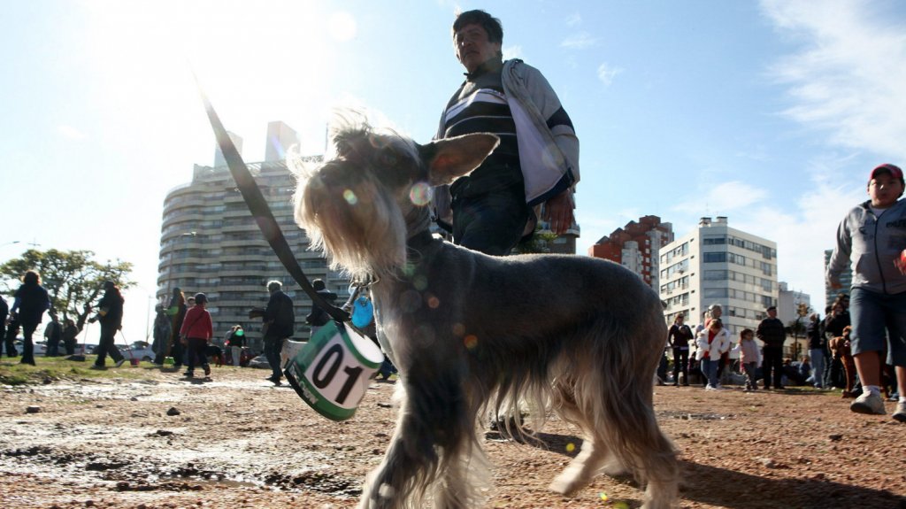  Fallece el primer perro diagnosticado con el COVID-19 en EEUU 
