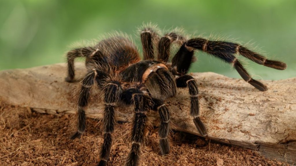  Aseguran haber visto tarántulas con alas en algunas ciudades de EE.UU. y México 