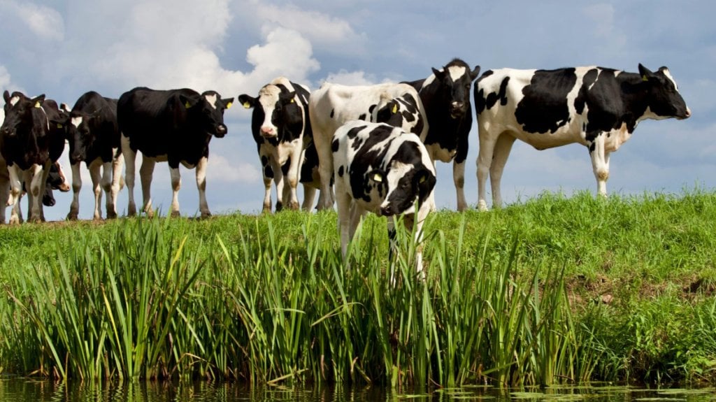  Roban una vaca y nueve novillas en finca de Barceloneta 