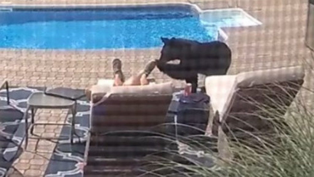  Video: Se qued&oacute; dormido en la piscina y un oso lo levant&oacute; toc&aacute;ndole un pie 