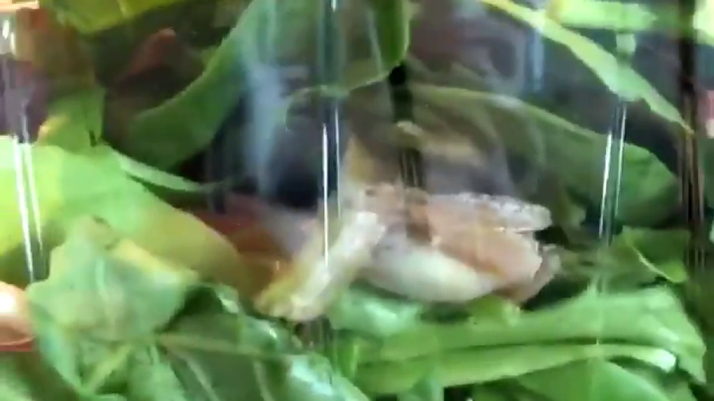  VIDEO: Compran un paquete de ensalada envasada y encuentran una rana viva en su interior 