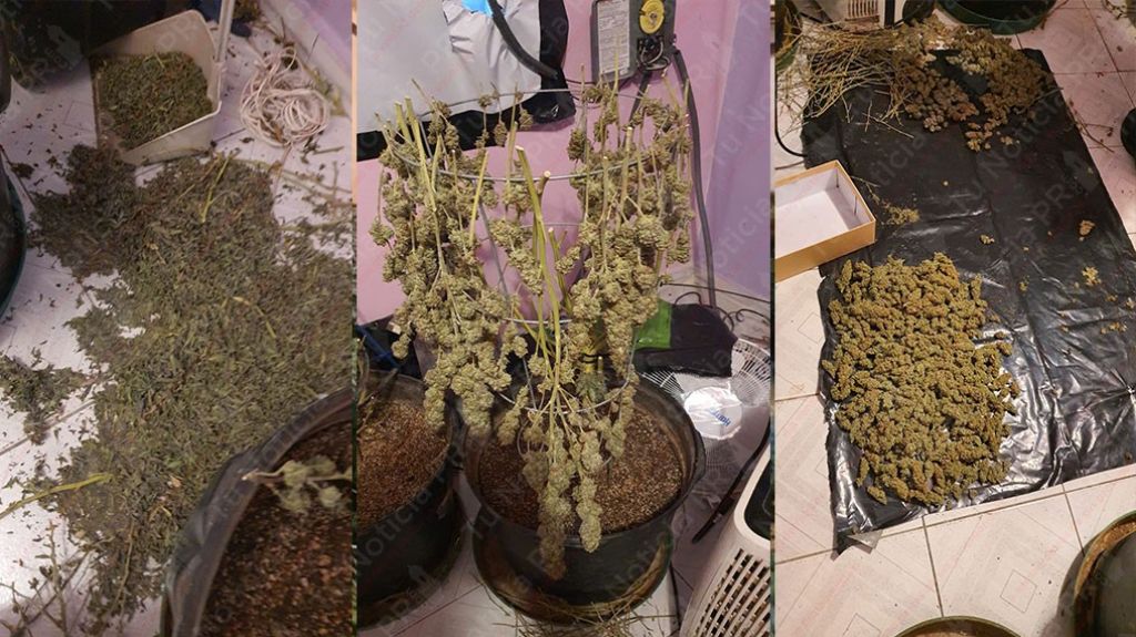  Video: Ocupan invernadero de marihuana en residencia de San Juan 