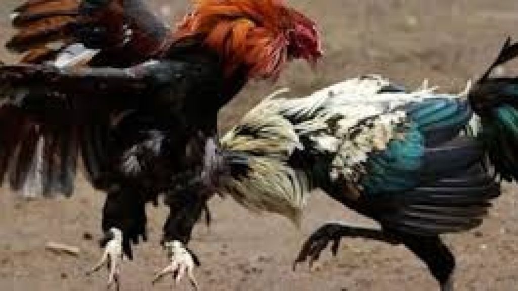  Investigan robo de 9 gallos de pelea en Villalba 