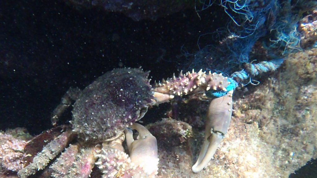  Buscan a 600 voluntarios para limpieza de 15 fondos marinos y arrecifes de la Isla 