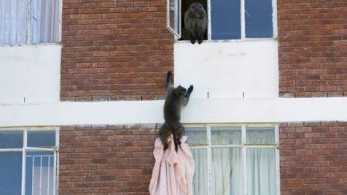 Pillan a unos monos robando un apartamento en SudÃ¡frica