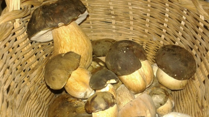 NASA estudia el impacto de hongos para mantener a salvo a viajeros espaciales