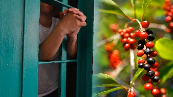 Reos pagarÃ­an la pensiÃ³n alimentaria de sus hijos recogiendo cafÃ©