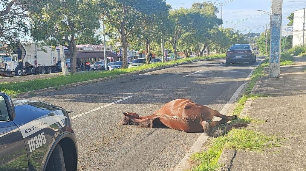  Accidente de auto deja veh&iacute;culo da&ntilde;ado y caballo muerto en Arecibo 