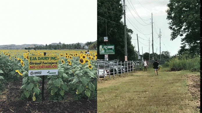 Video: Captan ciudadanos cortando y robando girasoles de Finca Privada en Lajas