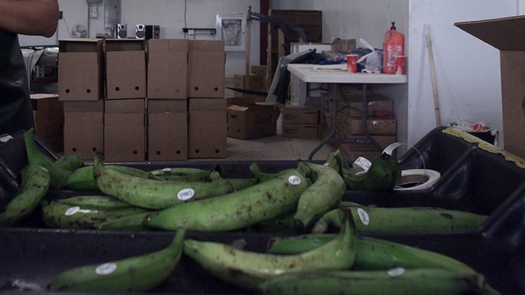 Decomisan cargamento ilegal de plÃ¡tanos que llegÃ³ a Puerto Rico desde RepÃºblica Dominicana