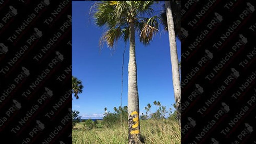  Alegan matan palmas en peligro de extinci&oacute;n en Playuela para desarrollo hotelero 