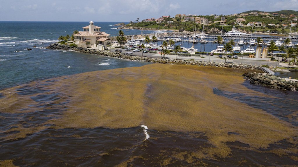  Sin rumbo el manejo del sargazo en Puerto Rico 