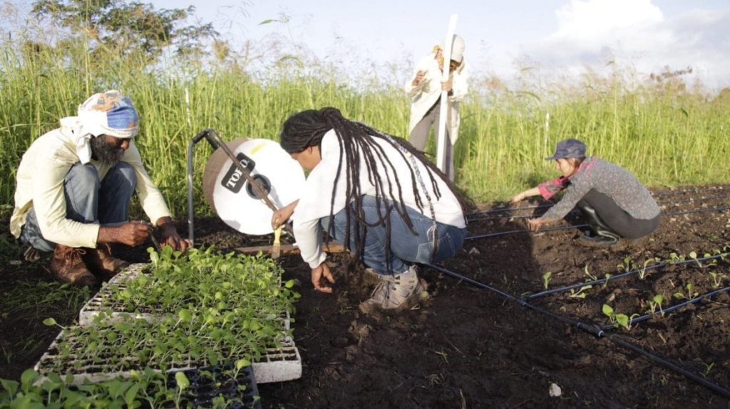  Peque&ntilde;os agricultores enfrentan escollos para acceder a fondos de recuperaci&oacute;n 