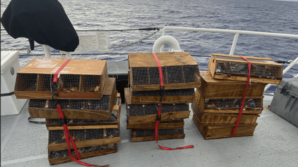  Cuatro dominicanos enfrentan cargos por contrabando de aves tropicales desde Puerto Rico 