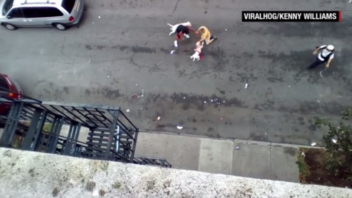 Dos perros pit bull atacan ferozmente y mutilan a un artista en Nueva York