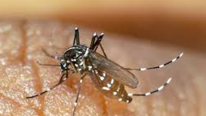 PLAN DE SALUD DEL GOBIERNO CUBRIRÃ PRUEBAS PARA DETECTAR EL VIRUS DEL CHIKUNGUNYA