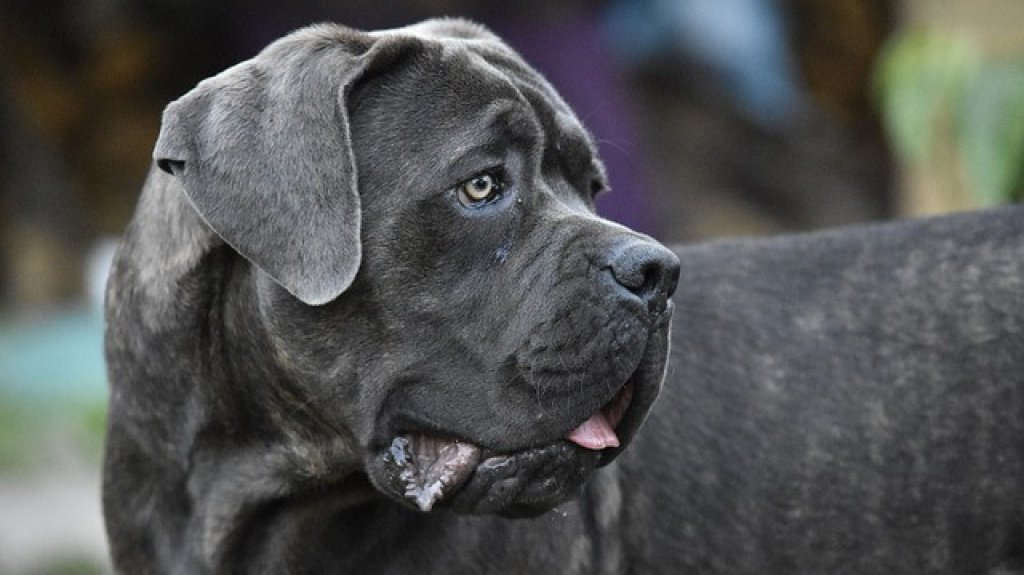  Envenenan a perro en Coamo 