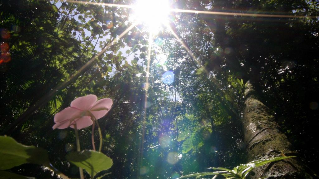  Rescatan a cuatro hombres extraviados de bosque en centro de la isla 