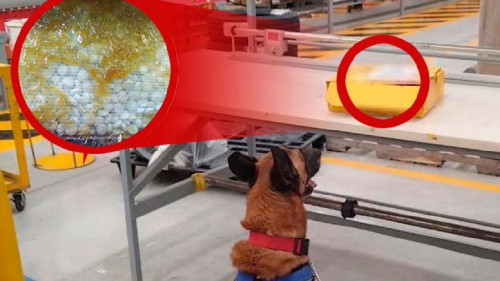  K9 en México detecta 2 mil pastillas de fentanilo que iban para EE.UU. 