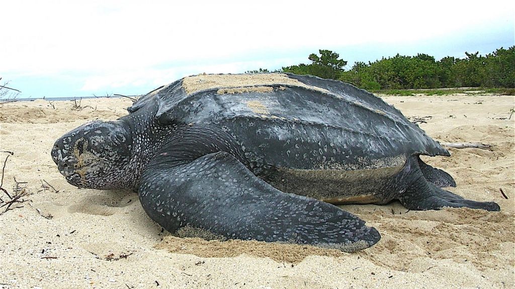  Culmina la temporada del tinglar con menos nidos en Puerto Rico 