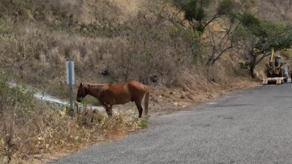  Se reportan varios accidentes con caballos en Arecibo 