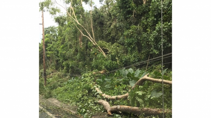 Carretera 690 presenta problemas con el tendido elÃ©ctrico y Ã¡rboles caÃ­dos.