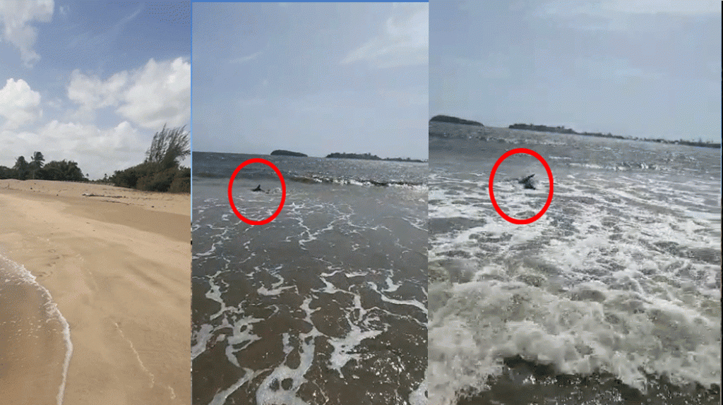  Video: Ciudadano capta en video esta ma&ntilde;ana un tibur&oacute;n en la orilla de la playa en Levittown 