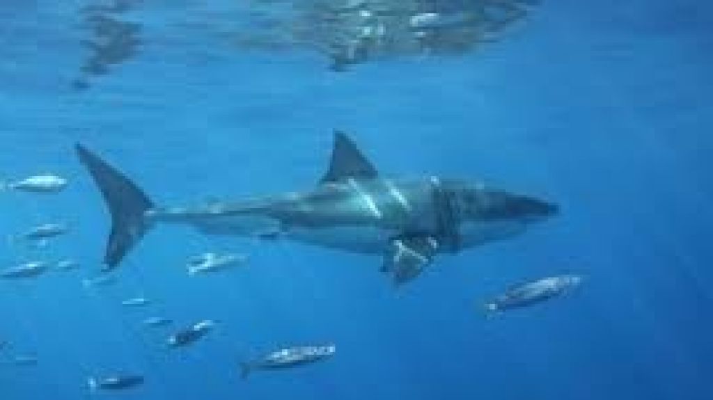  Vea video: Isla Guadalupe, un lugar privilegiado para ver al tiburón blanco 