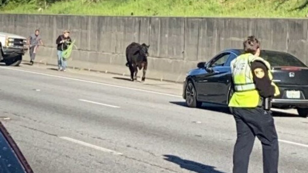  Video: Persecuci&oacute;n policiaca a una vaca en autopista de Estados Unidos 