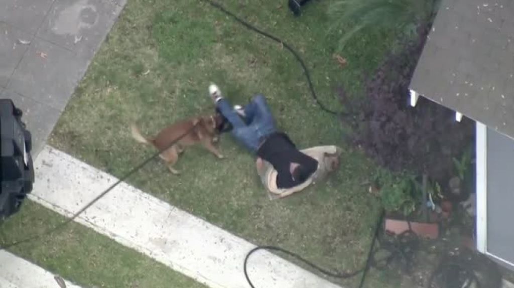  Video: Se negaba a ser arrestado, pero una unidad SWAT con la ayuda de un K-9 lo sometieron a la obediencia 