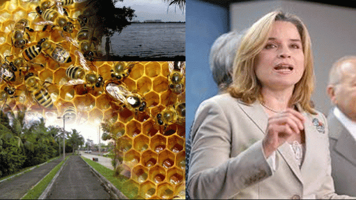 Yulin dice que no mataran las Abejas en San Juan