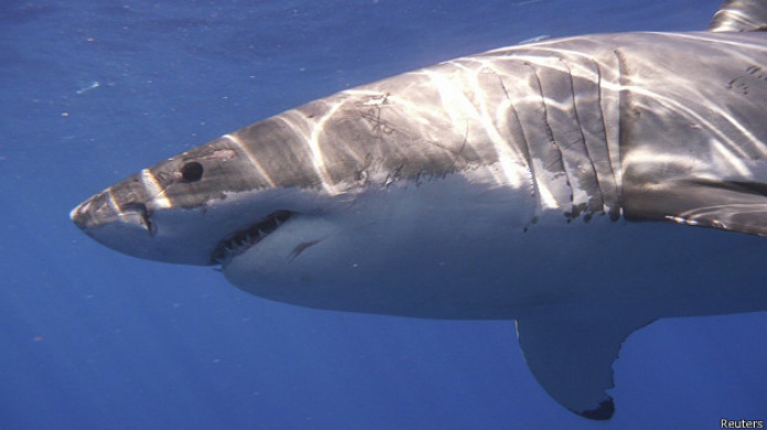 TiburÃ³n muerde a nadador en una playa de California