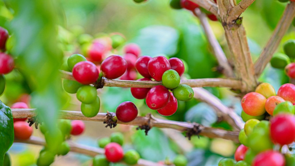  Agricultura otorga incentivos para fortalecer la industria del caf&eacute; en Puerto Rico 