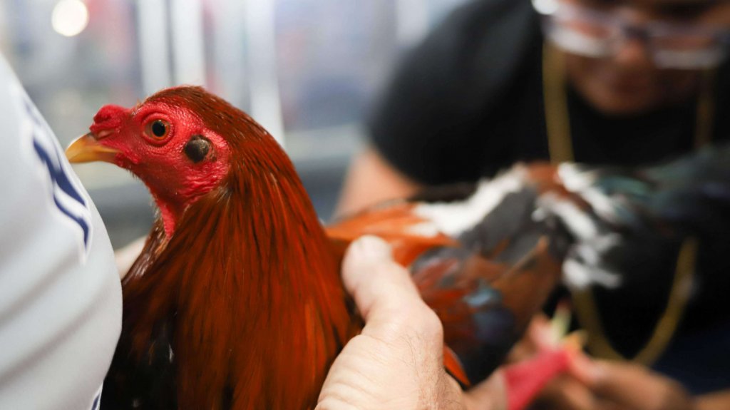  Se roban 41 gallos de pelea en Trujillo Alto 