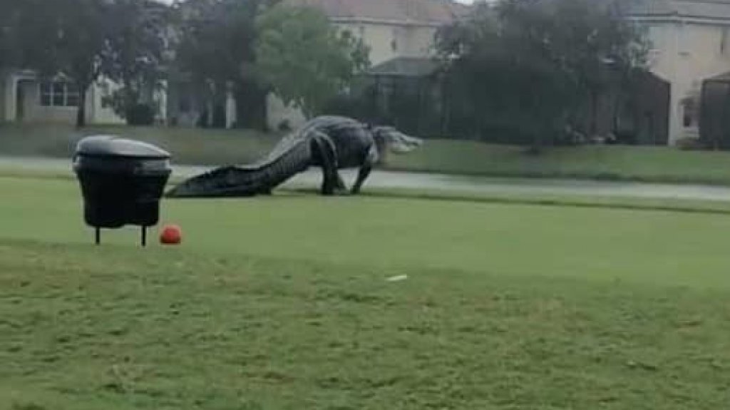  Video de gigantesco cocodrilo que se pasea por zona residencial de Florida 