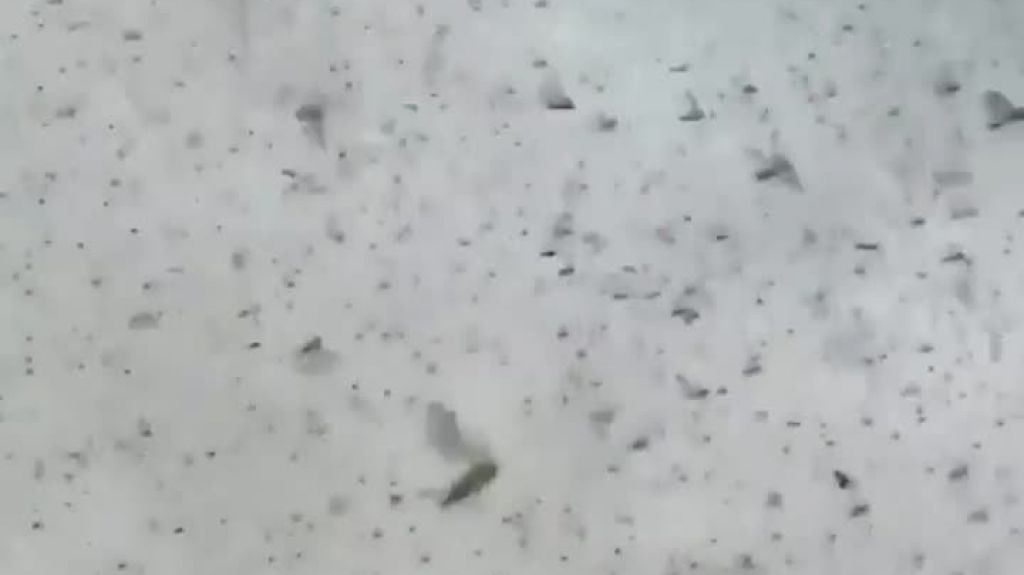  Video de la invasi&oacute;n de saltamontes (langostas) en la India 