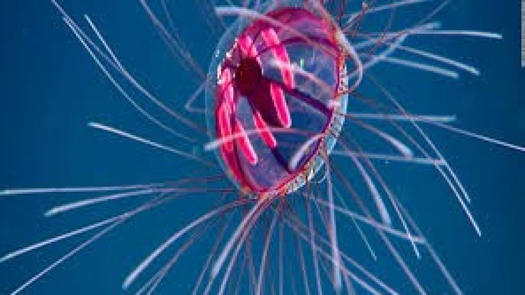  Vea video: Una medusa psicod&eacute;lica sorprende en expedici&oacute;n por las aguas de Puerto Rico 