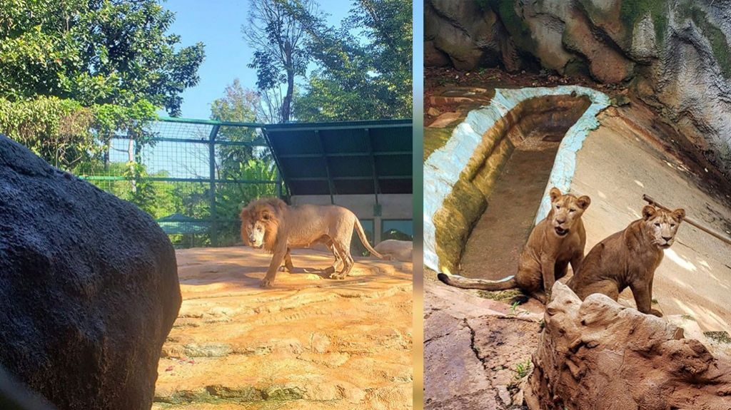  En buen estado f&iacute;sico animales del zool&oacute;gico de Mayag&uuml;ez, alega secretario DRNA 