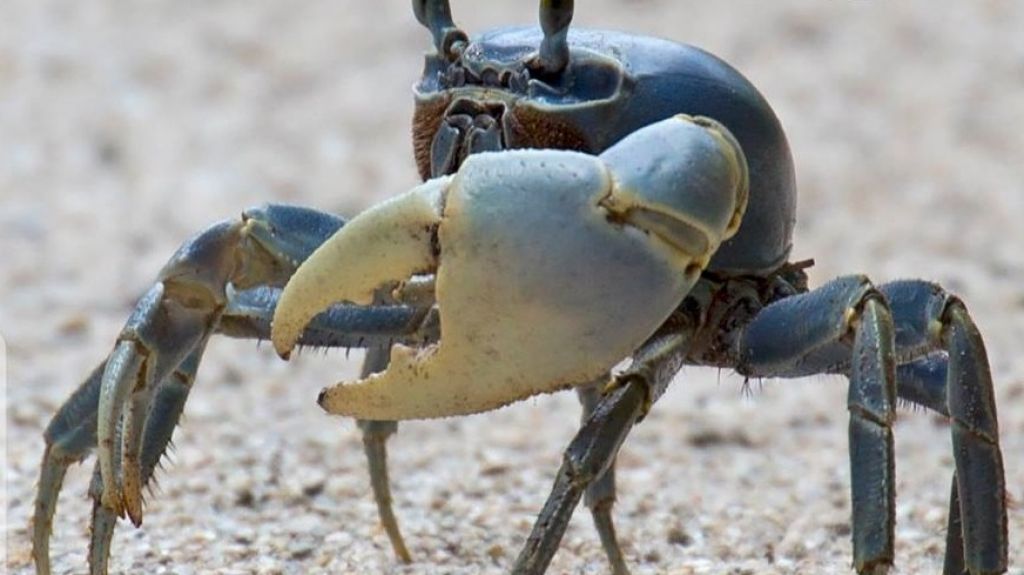  El 15 de julio comienza veda del juey en la Isla 